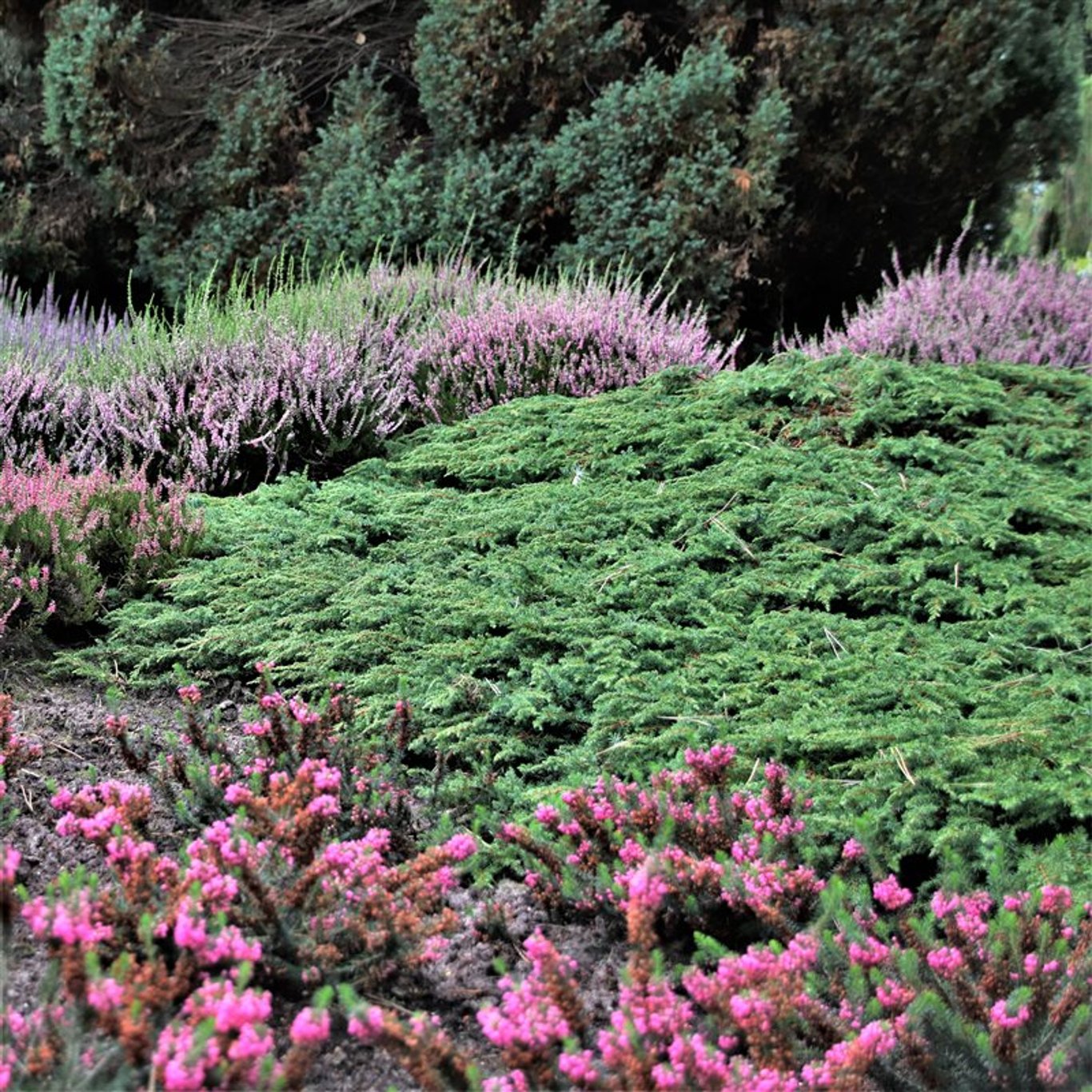 Juniperus comm. 'Green Carpet' - C3 30-40 CM